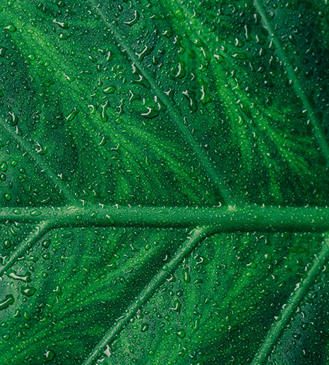 Green hydrogen